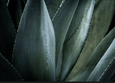 Agave para tequila