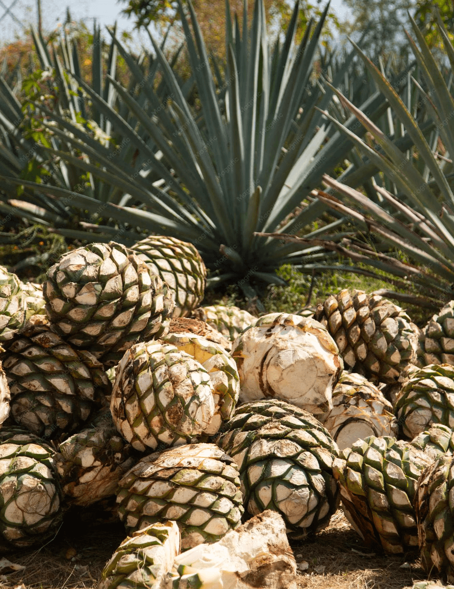 Fabricación de tequila