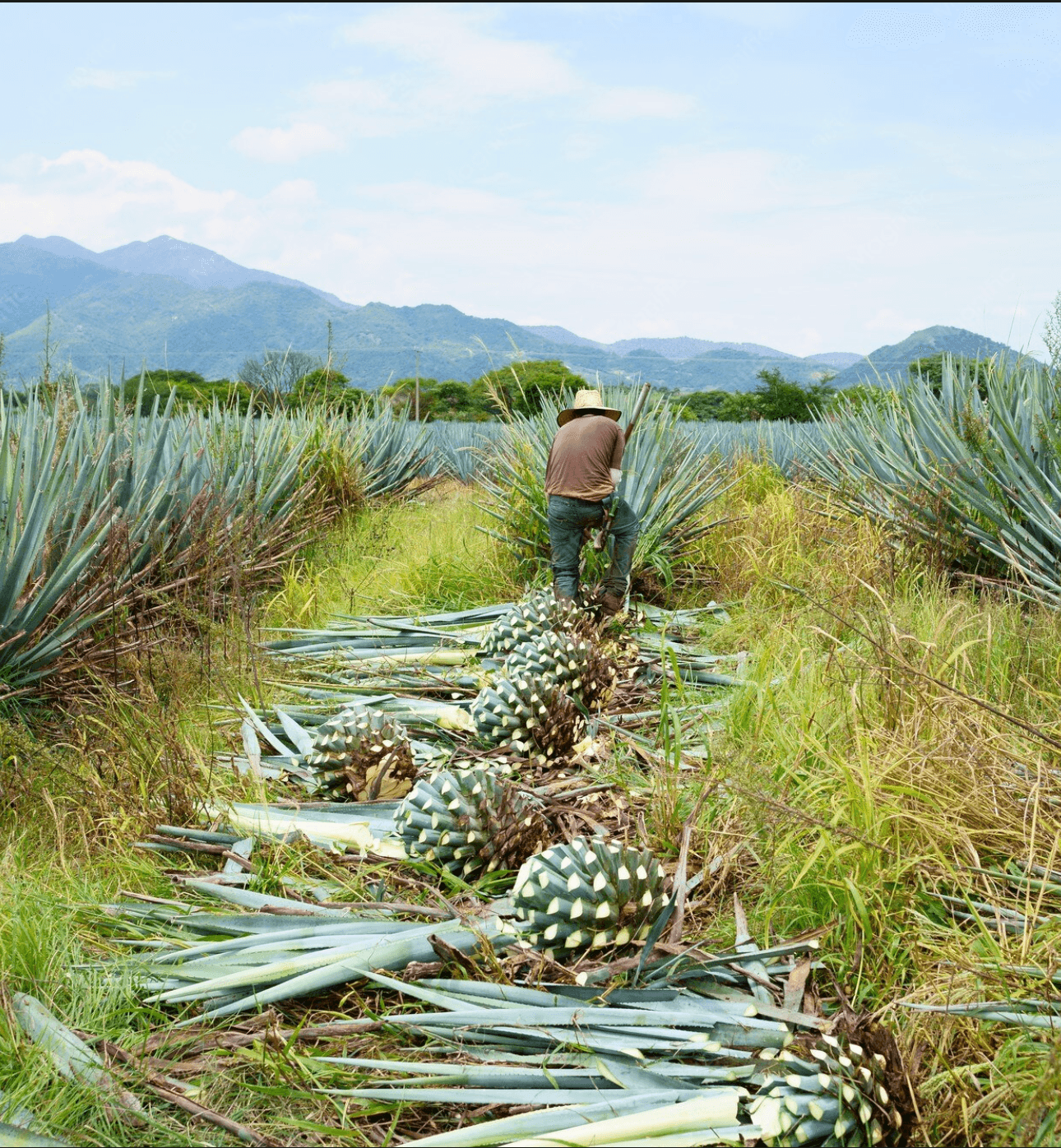 Mejor tequila en jalisco
